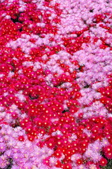 Beautiful blooming carpet of Aster