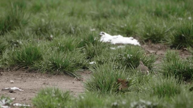 killdeer bird eating worm food in snow covered grass field