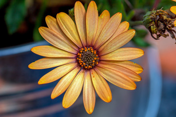 Macro photography of Cape marguerite flowers captured at a garden near the colonial town of Villa de Leyva, Colombia