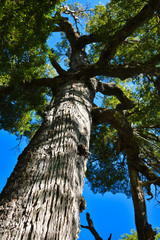 A legendary tree in the middle of the Valdivian jungle Argentina