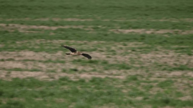 Northern Harrier Hawk bird of prey gliding flying across grass field meadow searching and hunting prey
