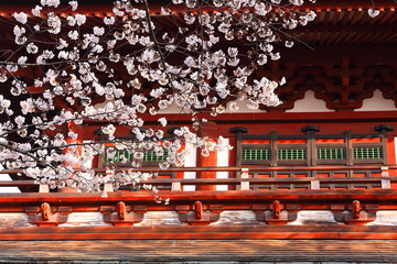 満開の桜