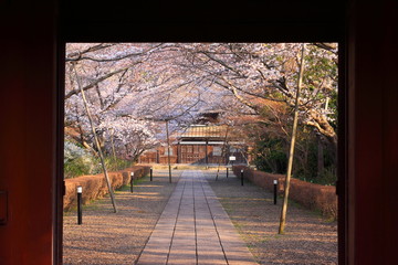 桜のトンネル