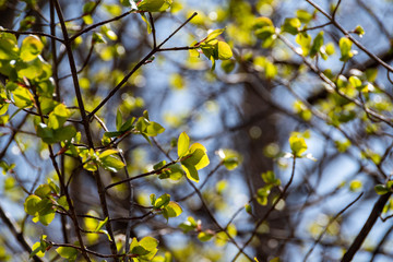 芽吹き始めた緑の若葉