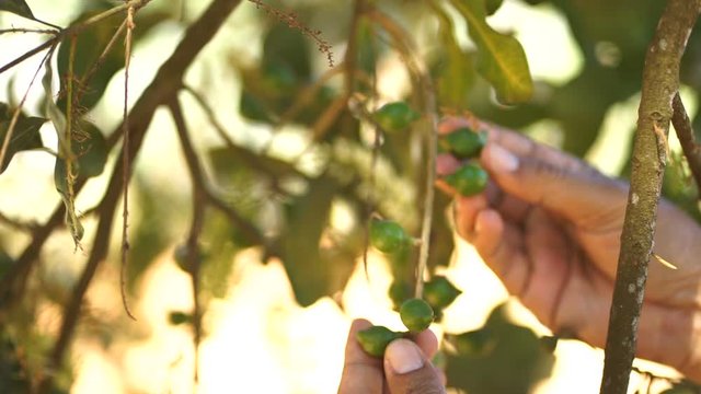 ้ืHand picking macadamia tree and its fruit In the garden.