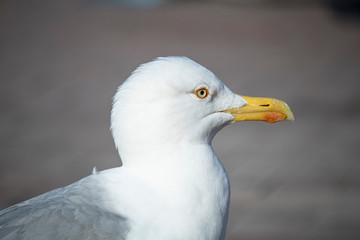 Seagull at the seaside. He walks on the ground looking around for food. There are plastic stools around.