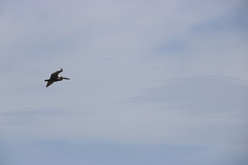 Pelican in Flight