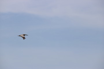 Pelican