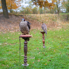 A bird of prey sits on a wooden pedestal with blindfolded eyes during training