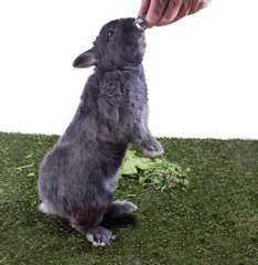 A gray dwarf rabbit stands on the grass on its hind legs for a treat
