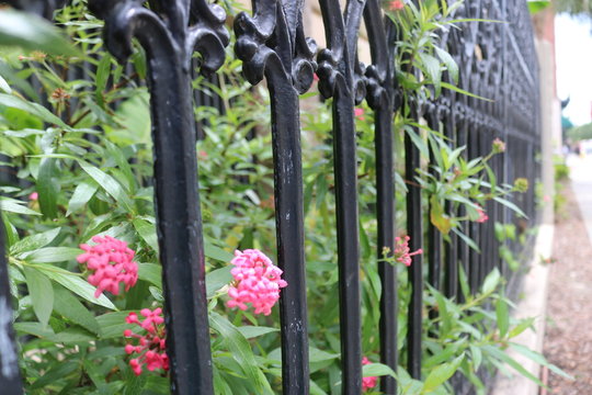 Flower and Gate