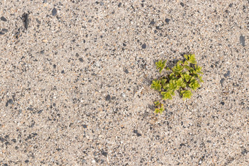 A small green plant grows among large sand