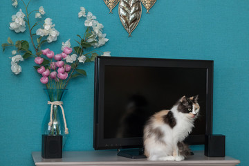 Purebred domestic cat sits on the background of a large TV, black speakers, blue wallpaper. Nearby is a vase of flowers