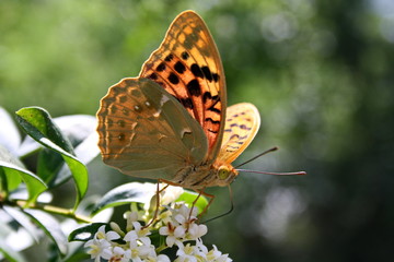  Large butterfly (Argynnis pandora) on a branch with white flowers