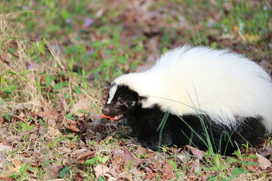 Skunk
