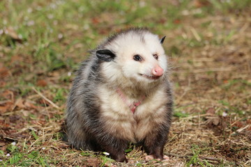 Rescued Opossum