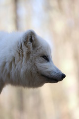 Obraz premium Artic Fox Profile