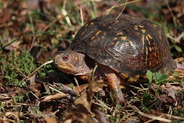Eastern Box Turtle