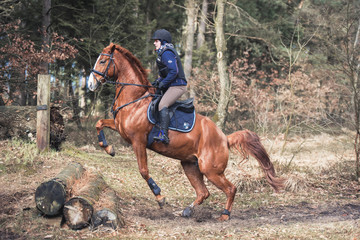 Sprung in der Vielseitigkeit während eines Trainings über einen Baumstamm