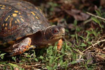 Eastern Box Turtle