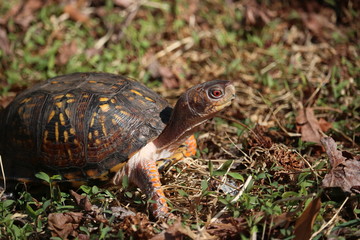 Eastern Box Turtle