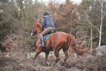 Reiterin galoppiert durch eine Heide im Geländetraining // Aufnahme von hinten