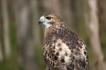 Red Shoulder Hawk 