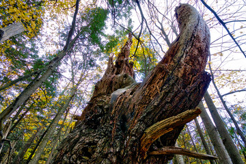 tree stump at the edge of the forest
