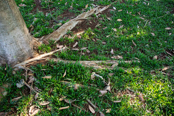 tree roots