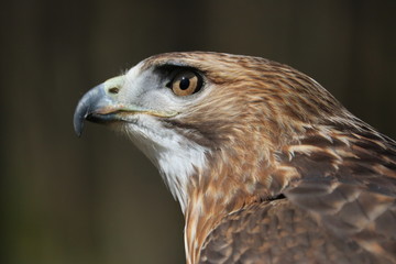 Red Shoulder Hawk Eye