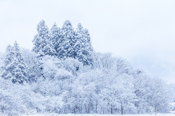 Obraz na płótnie Canvas 山に降る雪　冬イメージ　秋田県の自然風景　山と森林