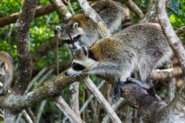 Wildlife, raccoons in the Florida mangroves