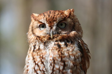 Eastern Screech Owl