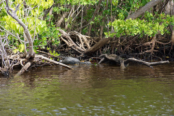 Wildlife, crocodile in the mangroves Florida
