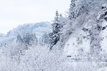 山に降る雪　冬イメージ　秋田県の自然風景　山と森林