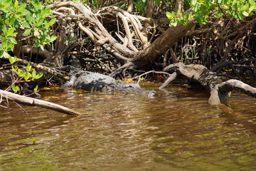 Obraz premium Wildlife, crocodile in the mangroves Florida
