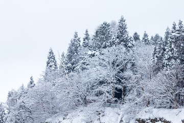 山に降る雪　冬イメージ　秋田県の自然風景　山と森林