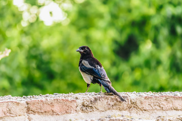 Eurasian magpie sit on the wall