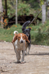 Two mongrel dogs walking on a country road near the town of La Palma, in the south of the department of Santander, Colombia