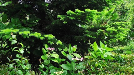 young needles on the branches of spruce with blooming hydrangea on the lawn