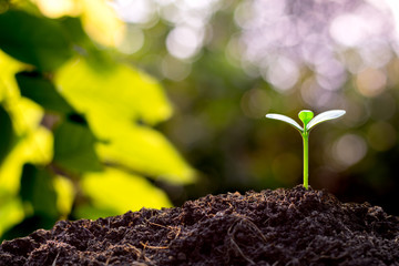 Saplings