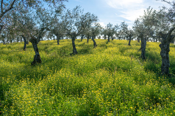 A beautiful Olive trees agricultural field full of yellow flowers blooming on a sunny day during...
