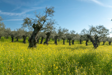 A beautiful Olive trees agricultural field full of yellow flowers blooming on a sunny day during sunset time. An idyllic landscape of farming lands at Extremadura countryside
