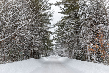 A peaceful snow covered road.  - 321164162