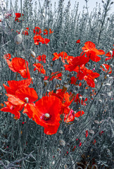 ENGLISH SUMMER FLOWERS