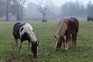 Two horses grazing in a foggy valley pasture.