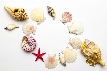 Shells pattern. Trendy natural organic color Sea shell with starfish and shells in shape frame. Summer background. Top view with copy space.