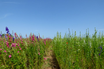 ENGLISH SUMMER FLOWERS