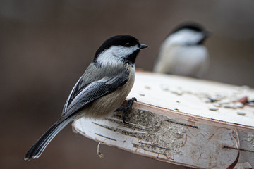 chickadee on birch log