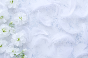 青い花 ブルースターの木目背景フレーム Wall Mural Shironagasukujira